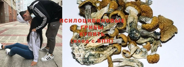 ГАЛЛЮЦИНОГЕННЫЕ ГРИБЫ Аркадак